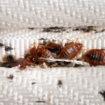 Why bed bugs epidemic is sweeping the UK