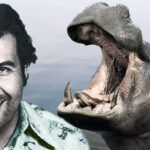 Colombia to cull ‘cocaine hippos’ linked to Escobar