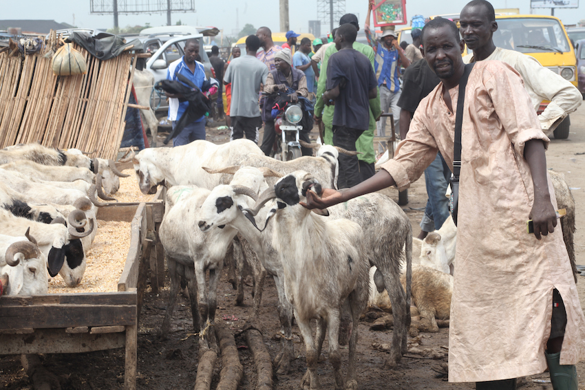 Traders decry low sales as ram prices surge by 55.5%